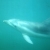 Sea All Dolphin Swim