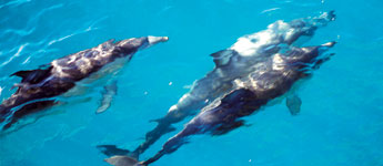 Dolphins