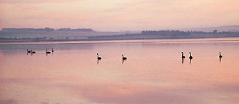 Bellarine Peninsula
