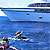 Moonraker Seal/Dolphin Swims
