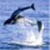 Polperro Dolphin Swims