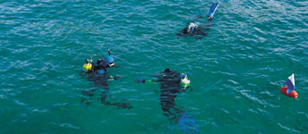 Learning to dive